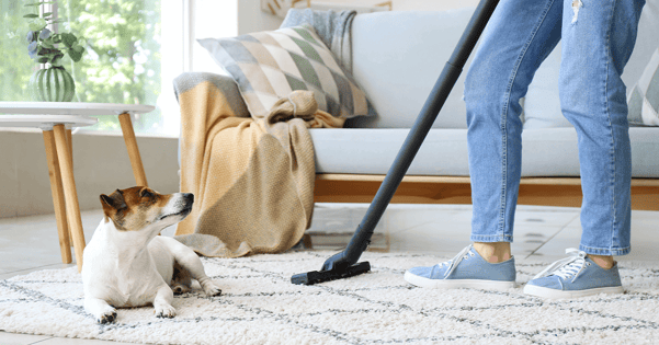 Dog sitting on a rug while their owner uses a vacuum cleaner.