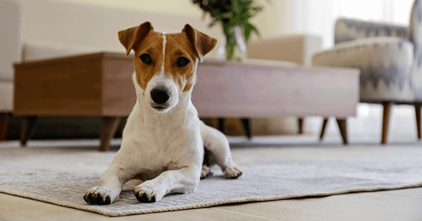 Small dog lying on the floor at home.