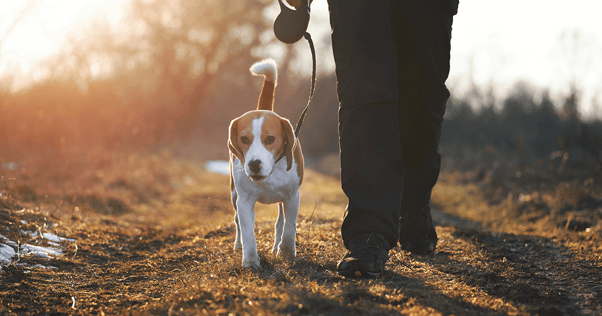 Beagle on a winter walk in the morning sun.