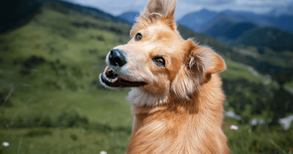 Happy dog sitting, looking back over shoulder on mountain range covered with greenery