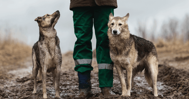 Two muddy dogs with their owner.