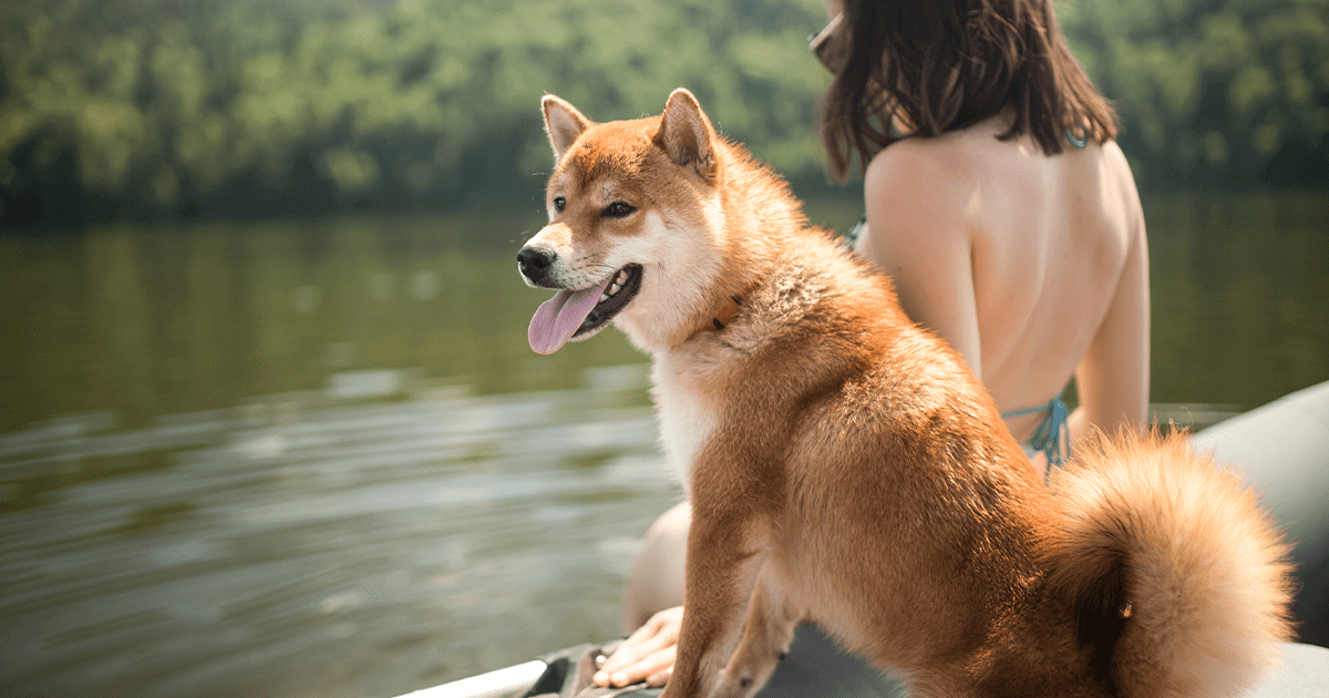 Young girl sitting on edge of an inflatable boat with feet in the water beside Shiba Inu dog