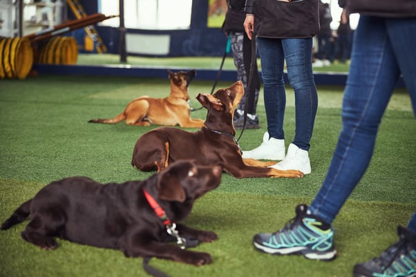 Dog training indoors.