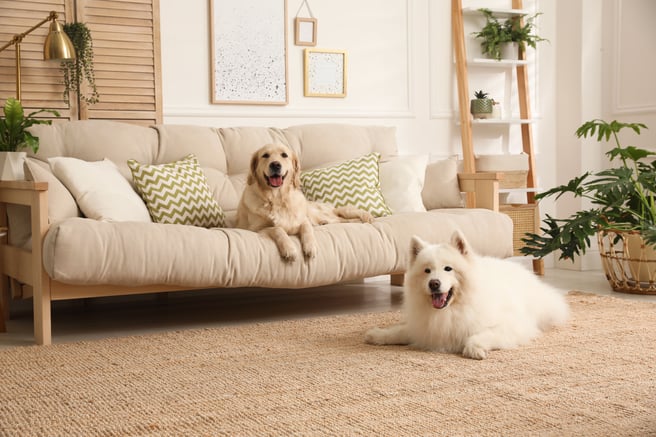 Two happy dogs sitting in a stylish home.