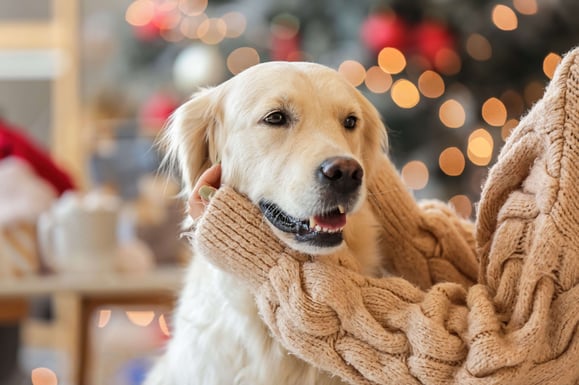 Dog watching its owner serve up Christmas dinner