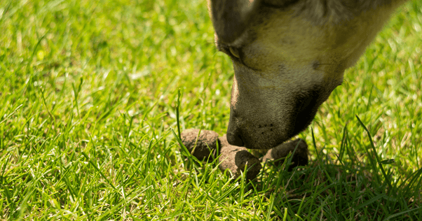 Dog smelling poop in grass