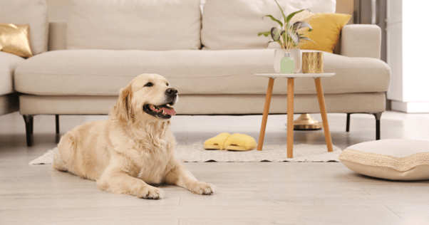 Relaxed happy dog in a contemporary living room