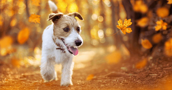 A smaUm pequeno cão a explorar uma floresta outonal.