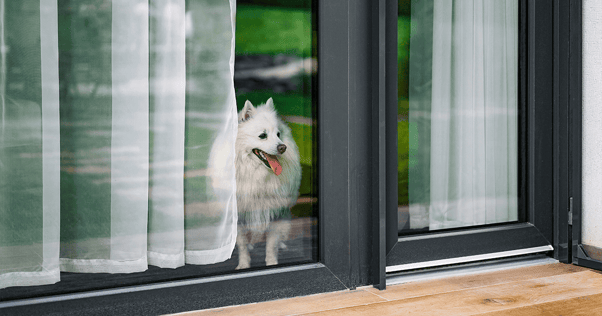 En liten vit hund med mycket päls står inomhus och tittar ut på altanen genom stora glasdörrar.
