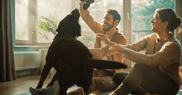 Young couple sitting on living room floor laughing and playing with brown lab dog