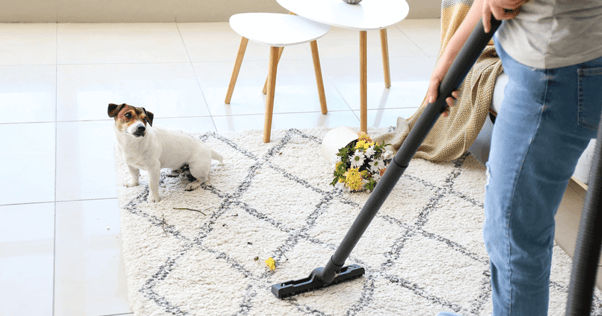 Dog watching his owner cleaning the carpet with a vacuum