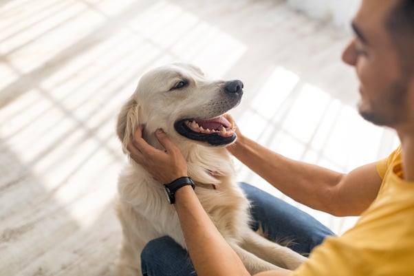 Happy Golden Retriever sitting up with their paws on a man’s lap.