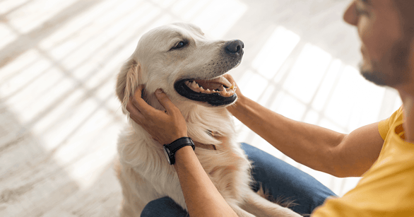 Labrador happy and calm with owner