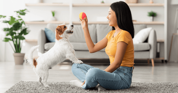 Owner training her dog inside with a ball.