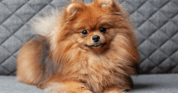 Relaxed Pomeranian at home.