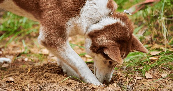 Husky dog with paws in a hole and nose close to the ground outdoors in forested area
