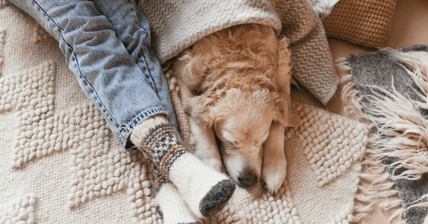 Elderly golden retriever laying under blanket against owner's legs