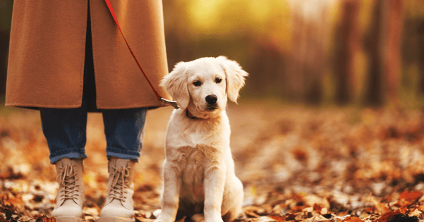 Golden Retriever puppy on a walk in autumn.