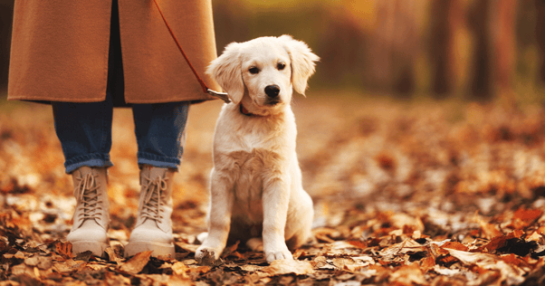 Golden retriever puppy sitting beside feet of woman outside with ground covered in leaves