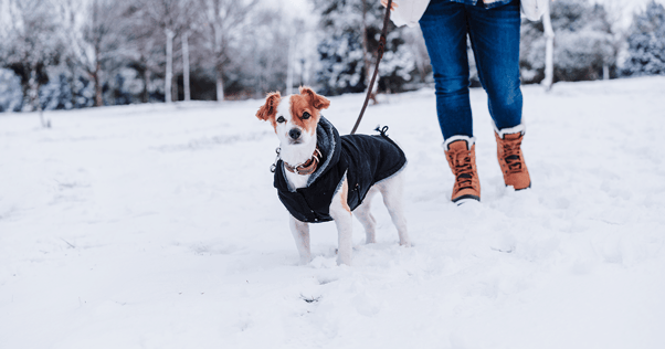 Small dog in a winter coat walking through snow.