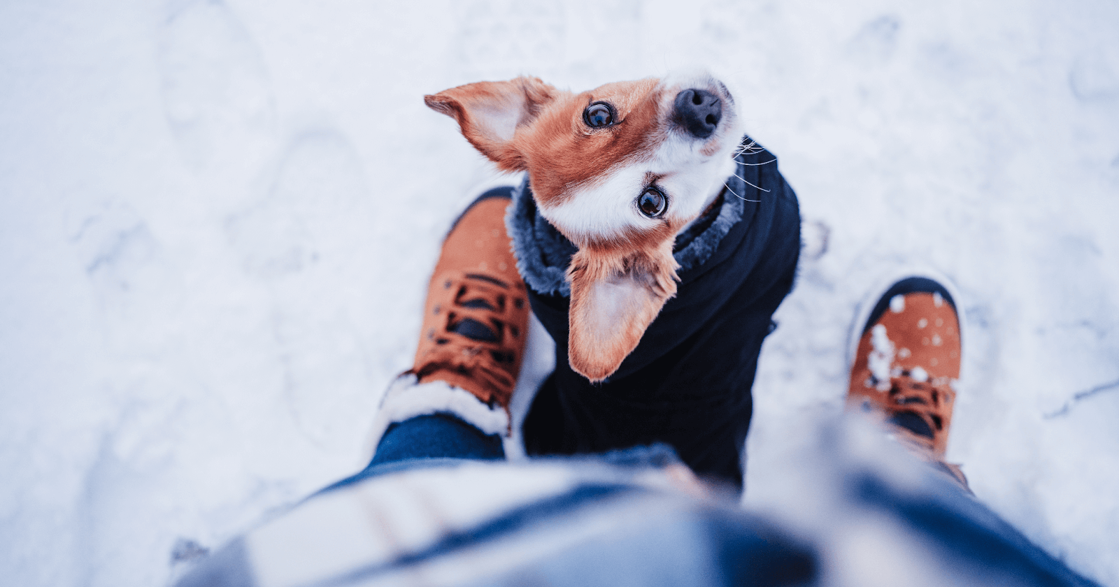 Small dog in jacket looking up from between owner's winter boots outside