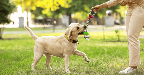 Labrador playing with a chew toy held by its owner