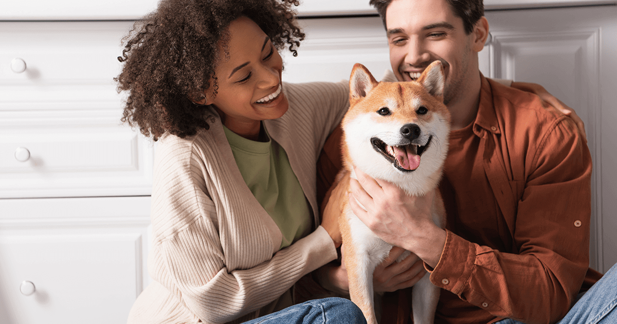 Couple laughing while holding and petting Shibu Inu dog in the kitchen