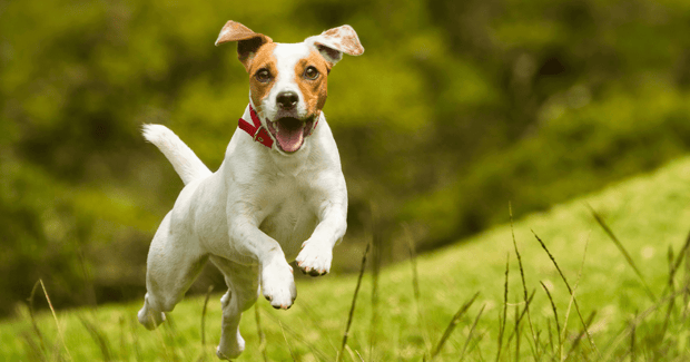 Dog running in grassy field