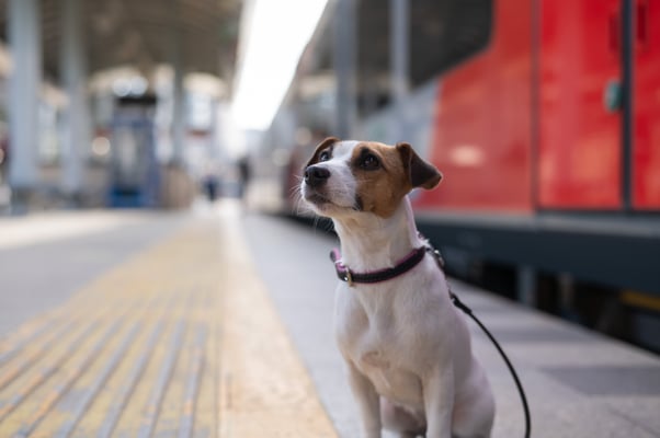 Dog waiting at train platform with lead on 