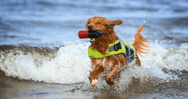 Dog in lifejacket with floating toy playing in the sea