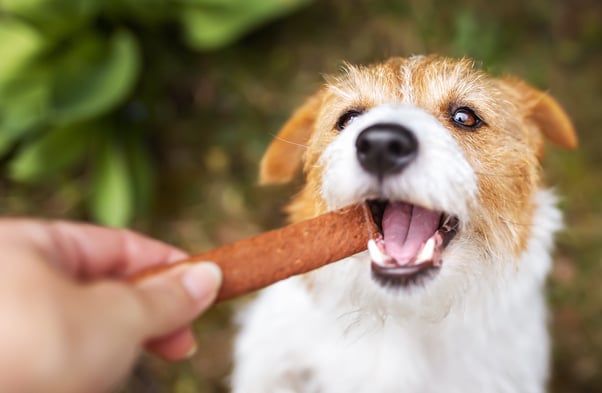 Human giving dog a chew treat