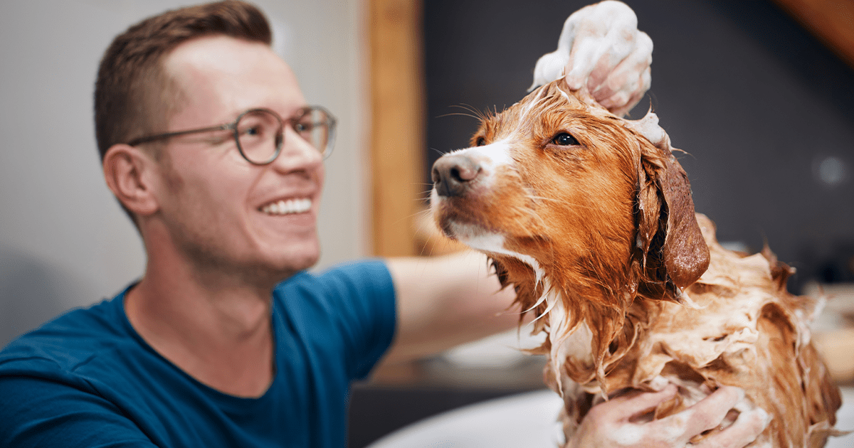 Mann badet Hund in Badewanne