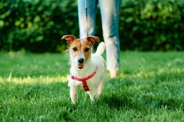 Jack russell on a walk in the park with a lead on. 