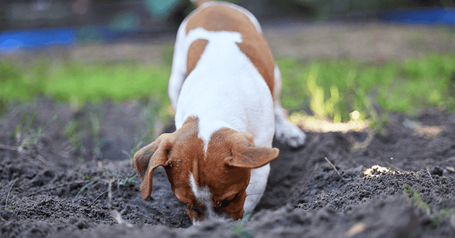 Puppy digging in the garden.