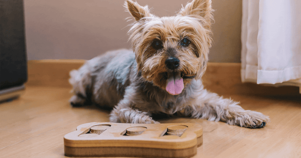 Little Yorkie dog laying on ground beside wooden toy