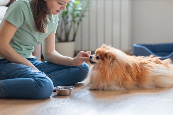 Young woman feeding cute dog inside.