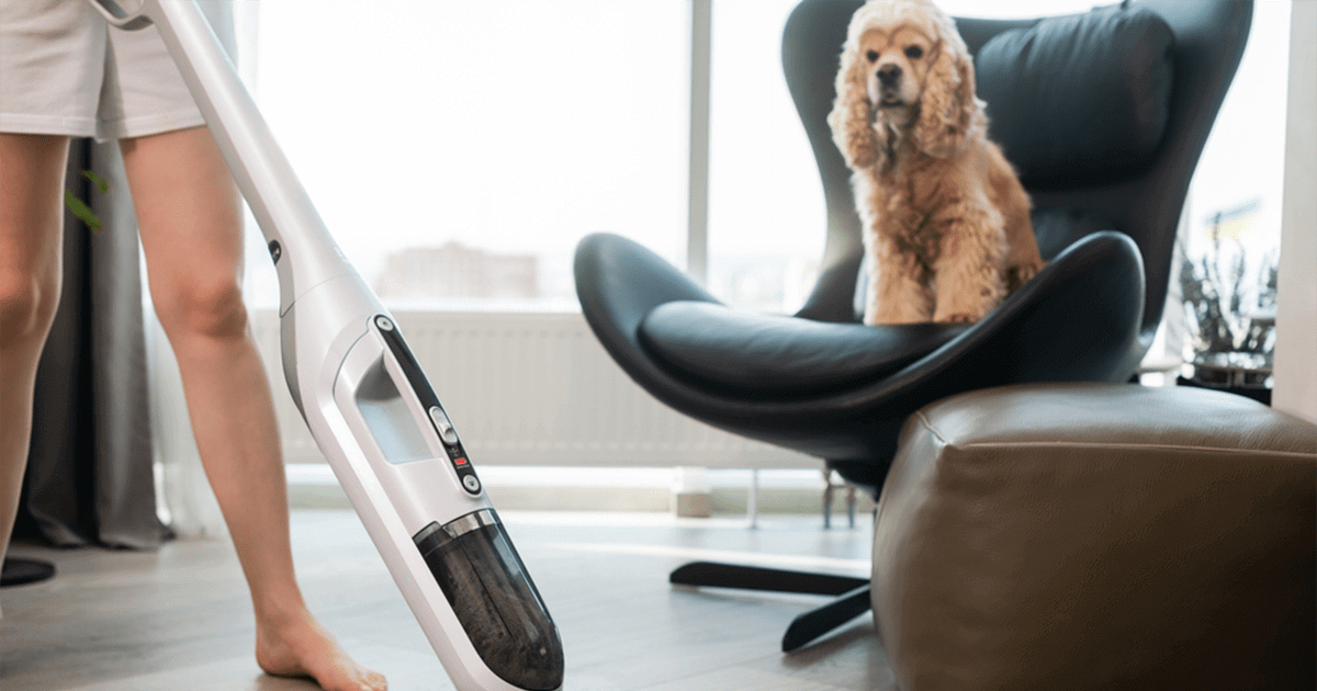 Why Some Dogs Are Scared Of Vacuums When Others Are Not