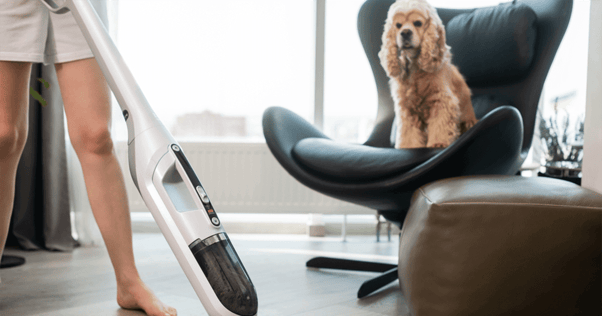 Dog looking at vacuum cleaner scared