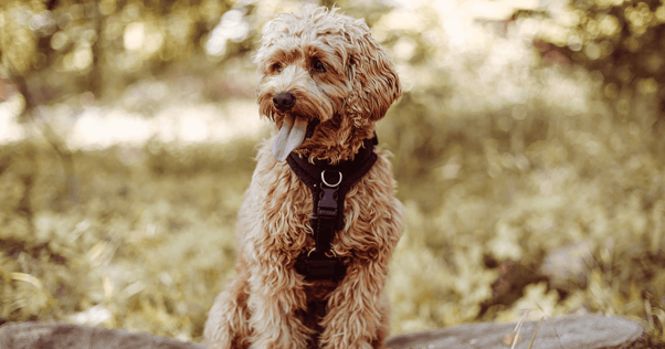 Cavapoo sitting on tree stump outside with tongue out