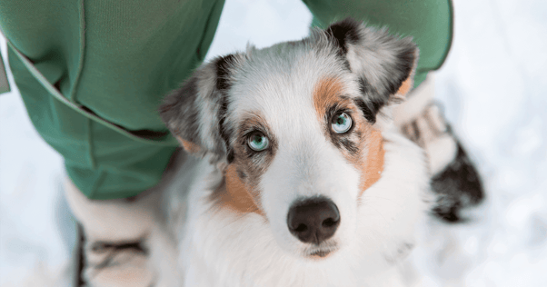 Australian Shephard puppy sitting between owner's feet in snow looking up