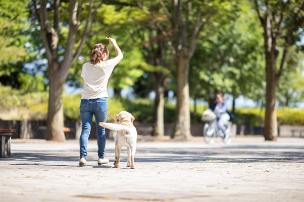 Labrador walking on a lead in a park.