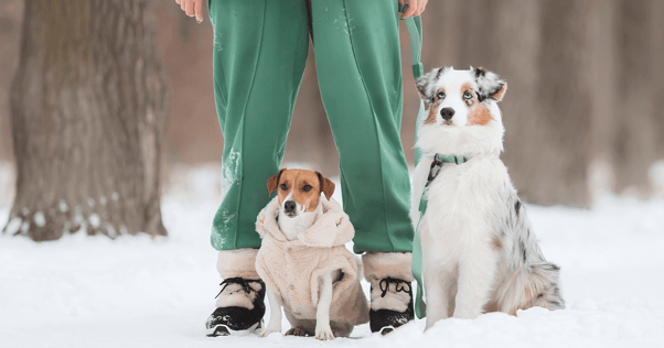 Two dogs on a winter walk wearing woolly coats