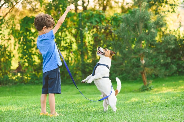 Child holding their small brown and white dog on a lead, while it stands on its back legs.