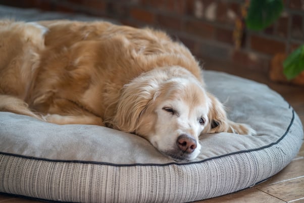 Senior Golden Retriever resting on a grey dog bed.