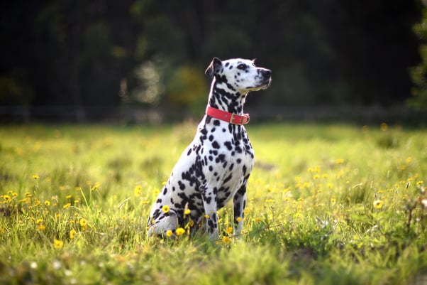 Dalmatian with a red collar sitting in a field. 