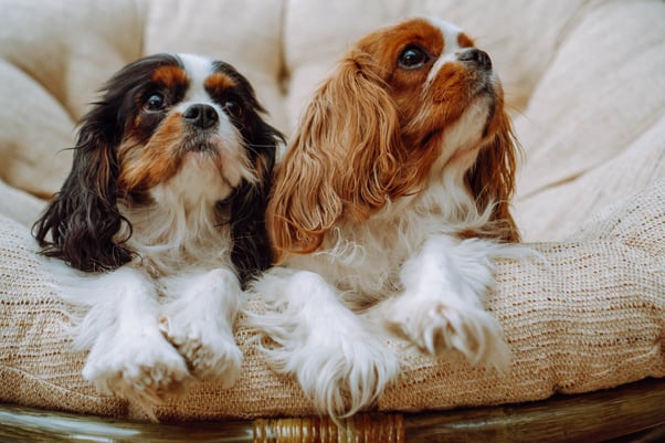 Two king charles spaniels laying together