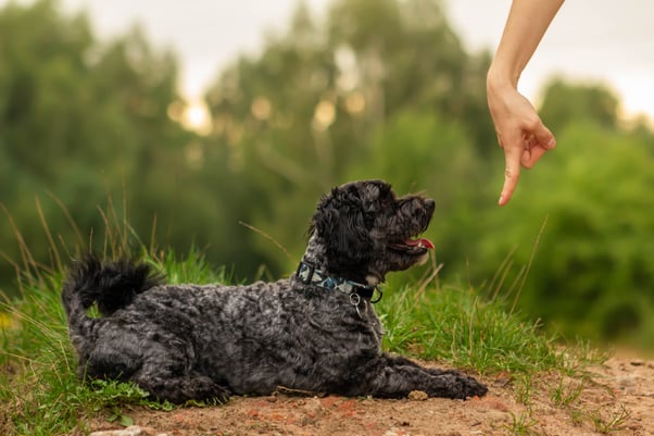 Training a small black dog to stay.