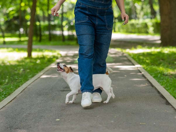 Jack Russel Terrier weaving between their human’s legs.