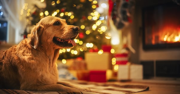 Dog laying on the floor in front of a Christmas tree.