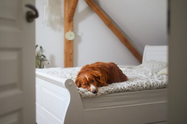 Dog laying on bed looking lonely